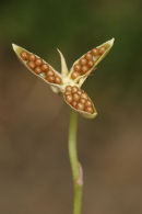 06-5525 Seed Head of the Common Dog Violet Viola riviniana
